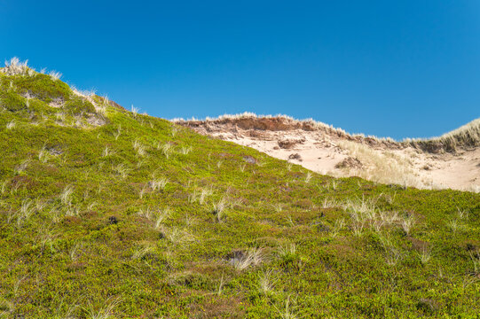 Sylt, Germany. Dunes with grass.