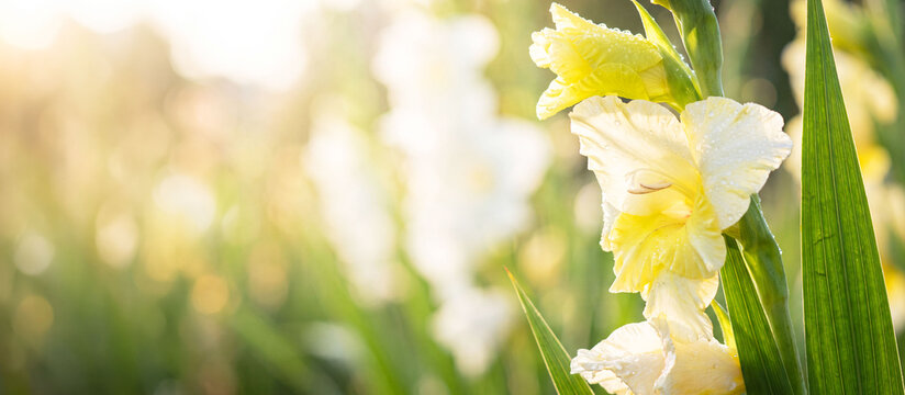 Banner blooming bright gladiolus flower against a light blurred garden background with free space for text. Concepts for awakening, gardening, renewal, and nature