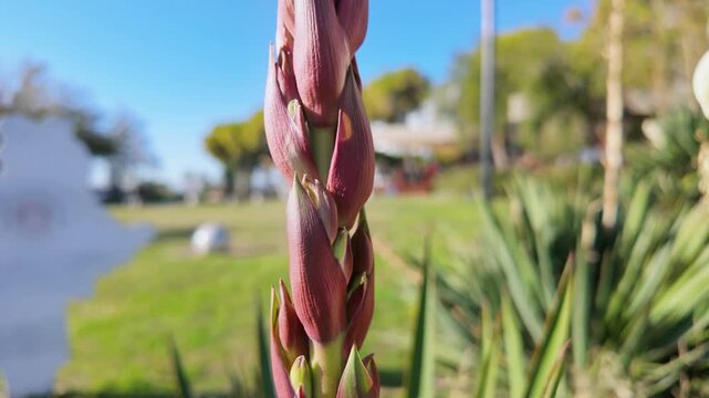 Close-up tilt up of yucca gloriosa emerging flower spike with closed red-pink buds in sunny antalya coastal park.