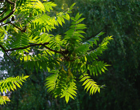 Im Gegenlicht die Bl&auml;tter vom Essigbaum leuchten vor dem Schatten im Park