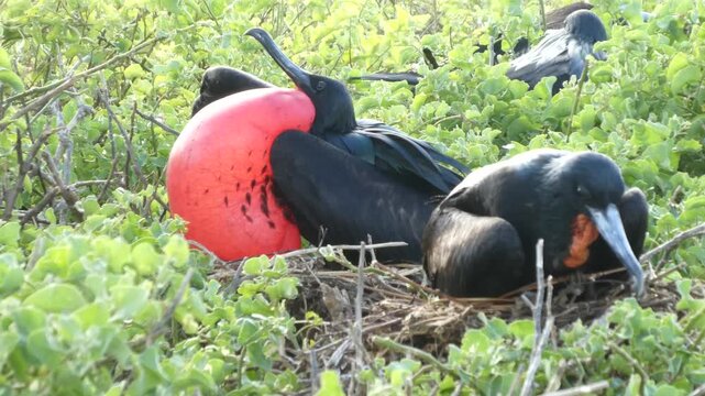 Red throat of male frigatebird in nest. Black wings contrast vibrant color. Green foliage surrounds bird's nest. Bird appears calm, territorial, or courtship.