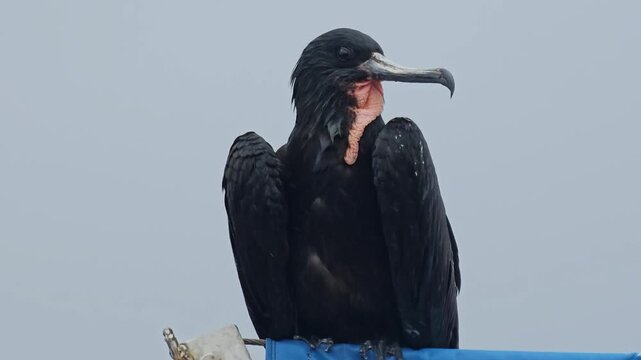 Male frigatebird with deflated red throat sac bobbing up and down on boat with light rain and wind