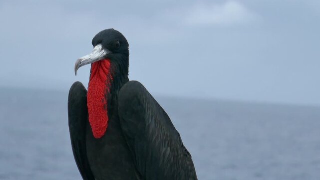 Galapagos islands male frigatebird going up and down with ship movements close-up