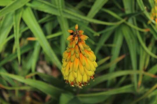 Kniphofia Torch Lily Flower with Green Garden Background