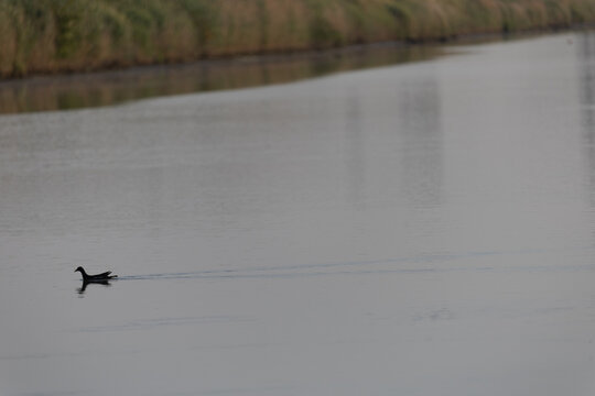 ducks on the river