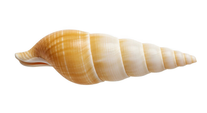 Close-up of golden cowrie seashell on white isolated background