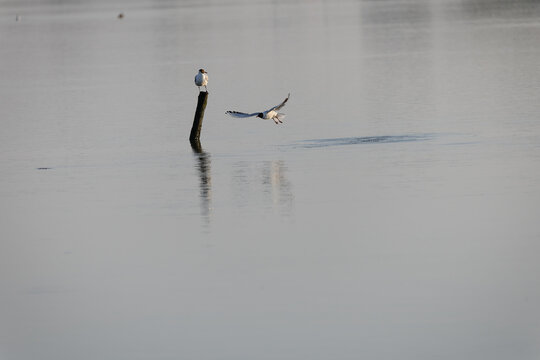seagull on the water