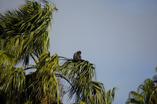 Gray monkey sitting on a branch