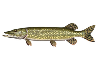 Fototapeta premium Northern pike fish isolated on transparent background