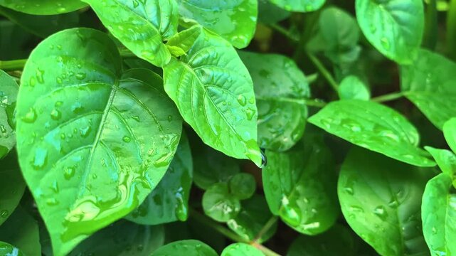 Close-up drop water handheld shot of fresh green leaves after rain as the camera slowly moves through the foliage until a single water droplet gently falls from a leaf. Natural garden, freshness