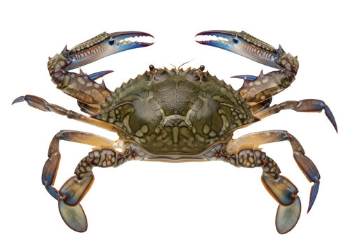 Blue crab isolated on transparent background