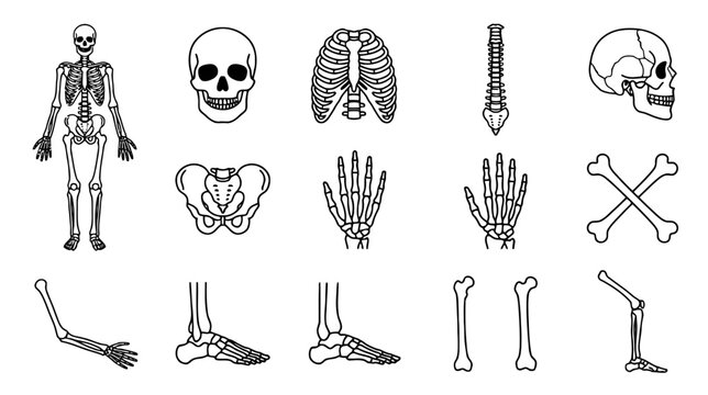 Human skeleton anatomy diagram with various bone illustrations