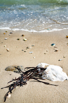 Vertical close-up of beach finds on the danish baltic coast. 