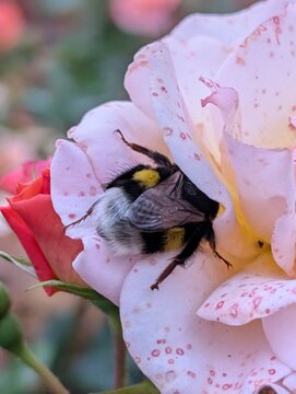 Cute furry bumblebee sleeping and resting inside pink rose flower macro. Selective focus
