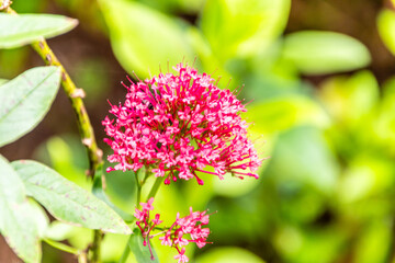 Fototapeta premium Centranthus ruber pertenece a la familia Valerianaceae.