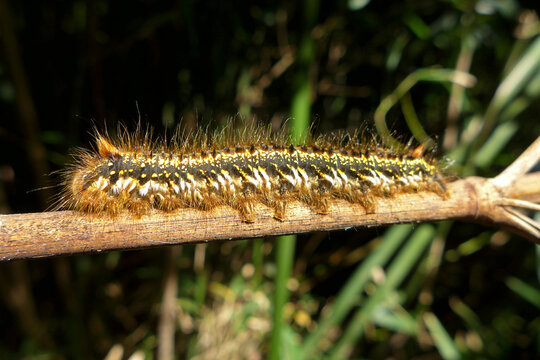 Drinker moth catapillar  Euthrix potatoria