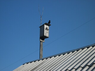 Obraz premium Black bird perched on birdhouse against clear blue sky 