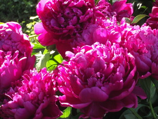 Fototapeta premium Vibrant pink peonies blooming in lush green garden setting 
