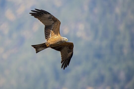 Black kite (Milvus migrans) flies in front of a wooded mountain slope, M&uuml;nster, Tyrol, Austria