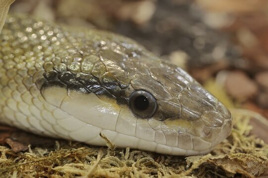 Taiwan beauty snake (Orthriophis taeniurus frisei, Elaphe taeniura frisei), captive, occurrence in Asia