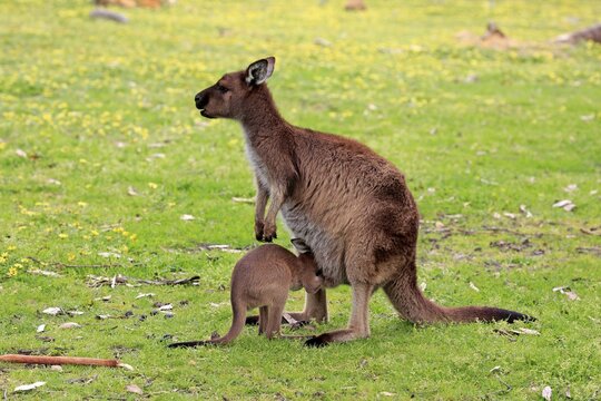 Western gray kangaroo (Macropus fuliginosus fuliginosus), adult with young animal, suckling, Mount Lofty, South Australia, Australia