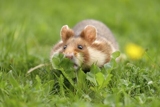 European hamster (Cricetus cricetus) in a meadow, wildlife, Austria