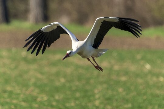 A stork gently approaches the meadow with outstretched wings, white stork (Ciconia ciconia), wildlife, Germany