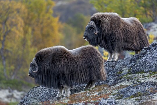 I have only been able to observe musk oxen (Ovibos moschatus) in such rocky terrain once before, here the animals are standing above a gorge of the river Svone, autumn, Ruska, autumn colours, Tundra landscape, Norway