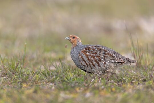 A grey partridge (Perdix perdix) cock looking for food, Denmark