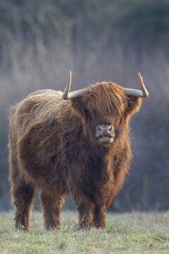 Highland cattle or cow (Bos taurus taurus) adult farm animal standing in a grass field, England, United Kingdom