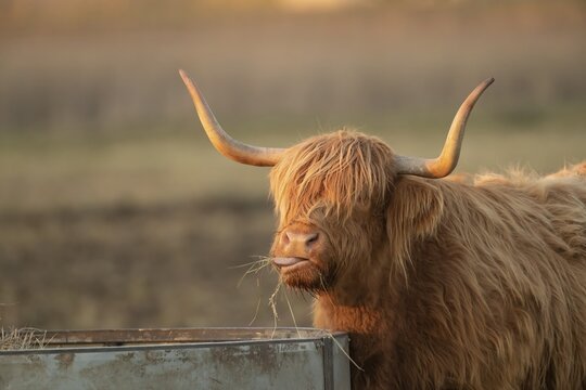 Highland cattle (Bos taurus) adult animal eating grass, Lincolnshire, England, United Kingdom