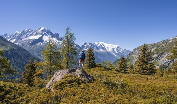 Larches in autumn colour, hiker looking at mountain panorama from Aiguillette des Posettes, summits Aiguille Verte, Aiguille du Midi and Mont Blanc, Chamonix, Haute-Savoie, France