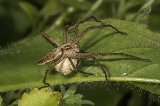 Nursery web spider (Pisaura mirabilis) with egg cocoon, Baden-W&uuml;rttemberg, Germany
