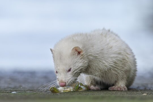A mink (Neovison vison) with albinism has captured a shore crab, prey, hunting, success, albino, Denmark