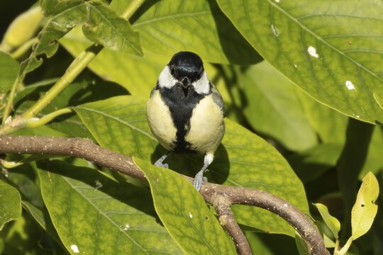Great tit (Parus major) adult bird in a garden Magnolia tree, England, United Kingdom