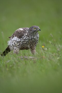 European goshawk (Accipiter gentilis) adult bird on a dead Pheasant in a grass field, England, United Kingdom