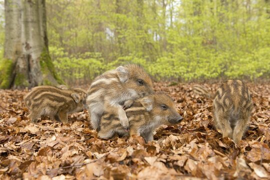 Wild Boars (Sus scrofa), piglets playing in a spring forest, captive, North Rhine-Westphalia, Germany