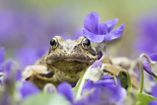 Common frog (Rana temporaria) adult amphibian on flowering garden Violet flowers in spring, England, United Kingdom