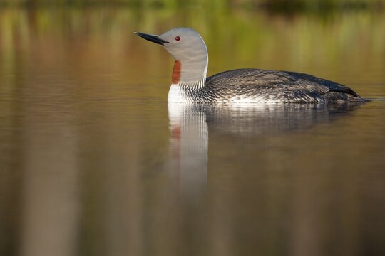 Red-throated diver (Gavia stellata) in breeding plumage on a lake in Sweden, Knuth&ouml;jdsmossen, H&auml;llefors, &Ouml;rebro l&auml;n, Sweden