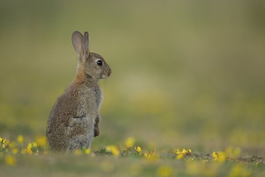 Rabbit (Oryctolagus cuniculus) juvenile baby wild bunny animal amongst yellow wildflowers in grassland in summer, Suffolk, England, United Kingdom