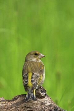 Greenfinch (Chloris chloris)