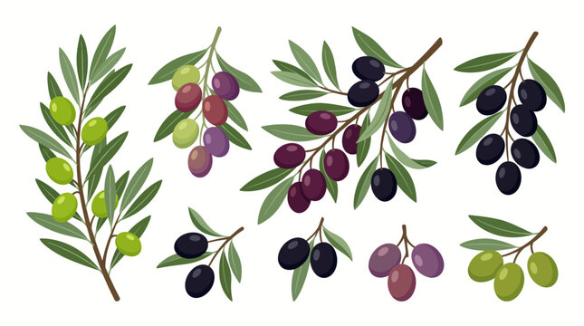 Set of Organic Olive Branches with Green and Black Fruits in Flat Vector Style