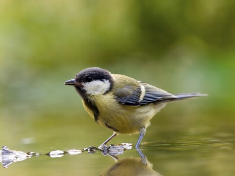 Great tit (Parus major) standing in shallow water, Solms, Hesse, Germany