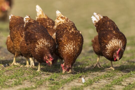 Several brown hens eating grass in a meadow in a rural setting, domestic chicken, Rhineland-Palatinate, Germany