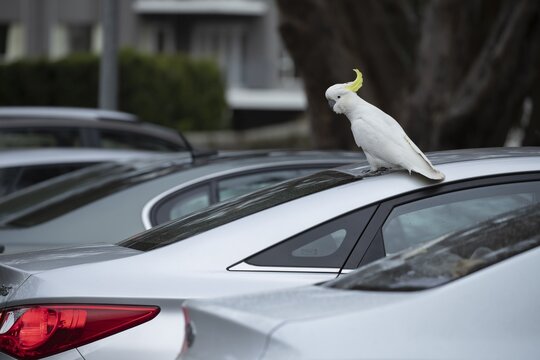 Sulphur-crested cockatoo (Cacatua galerita) adult bird sitting on a car roof, Lorne, Victoria, Australia