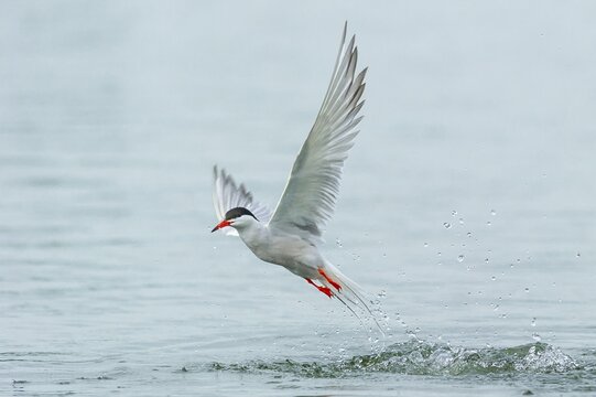 Common tern (Sterna hirundo) in flight while fishing, Banter See, Wilhelmshaven, Lower Saxony, Germany