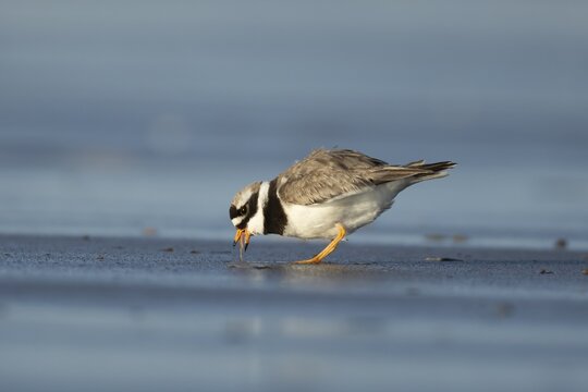 Ringed plover (Charadrius hiaticula) adult wading bird pulling a worm for food from a beach, England, United Kingdom
