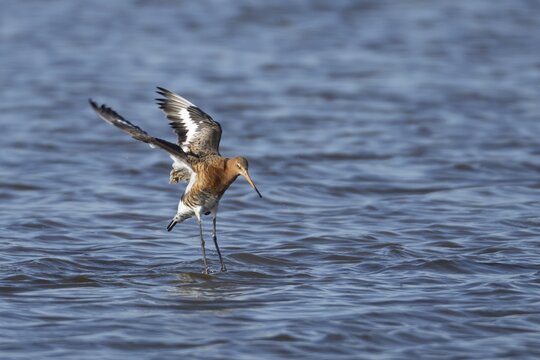 Black tailed godwit (Limosa limosa) adult male bird in summer plumage landing in a lagoon, England, United Kingdom
