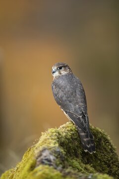Merlin (Falco columbarius) adult male falcon bird of prey on a rock, Scotland, United Kingdom
