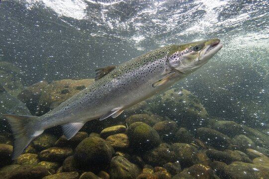 Swimming salmon (Salmo salar) under water, Laerdalsoyri, Norway